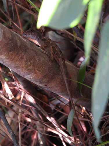 Roatan Anole, Anolis roatanensis