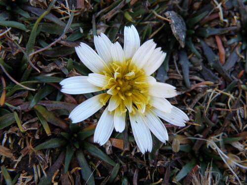 Mediterranean mathangi (Hypochaeris taraxacoides)