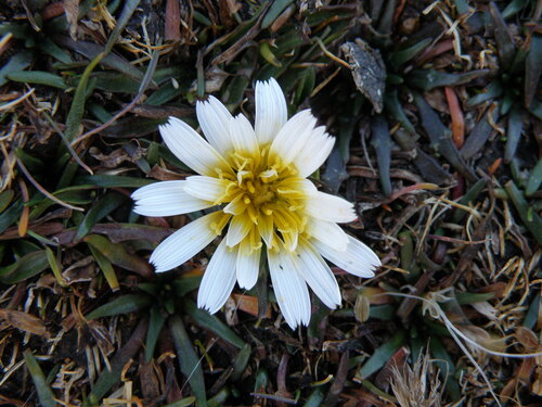 Hypochaeris taraxacoides, photograph 2
