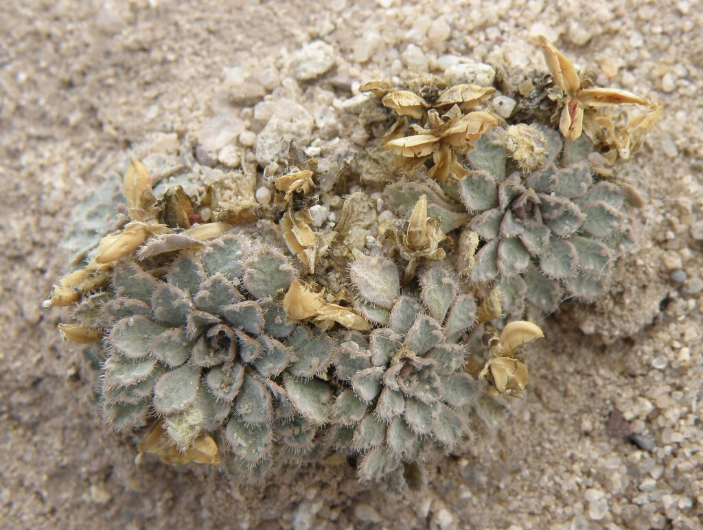 Viola enmae