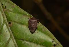 Taurocerus amazonensis