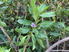 Myoporum bontioides