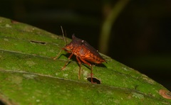 Taurocerus amazonensis