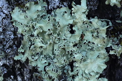 iNaturalist observation photo of Speckled Greenshield Lichens