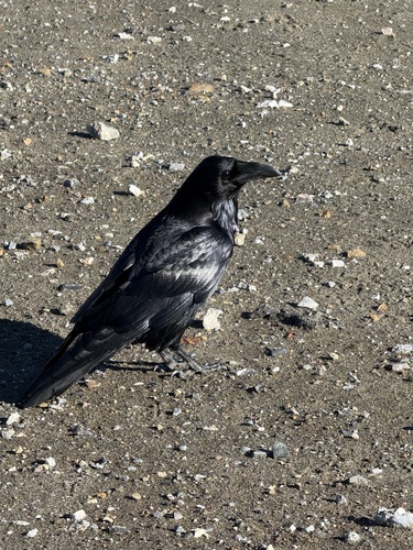Common Raven