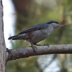 Sitta nagaensis