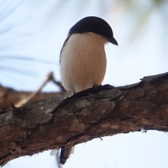 Lanius collurioides