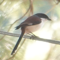 Lanius collurioides