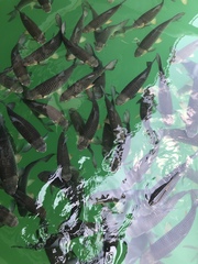 Neolissochilus stracheyi