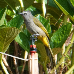 Pycnonotus flavescens