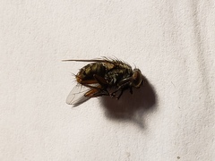 Oxysarcodexia ventricosa