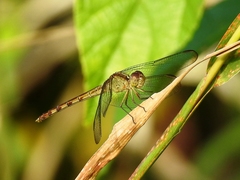 Erythrodiplax umbrata