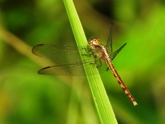 Erythrodiplax umbrata