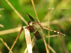 Erythrodiplax umbrata