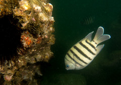 Abudefduf bengalensis