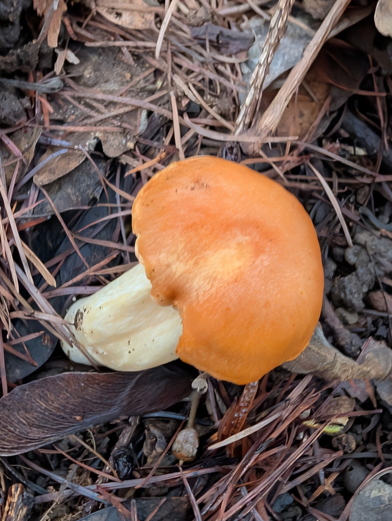 Cuphophyllus pratensis · December 2025 · photo: © pilmar (iNaturalist, cc0)