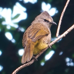 Pycnonotus flavescens