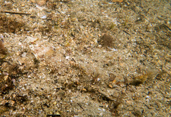 Synodus dermatogenys