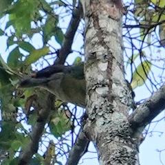 Psilopogon lagrandieri