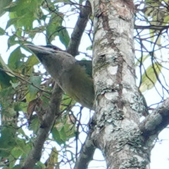 Psilopogon lagrandieri