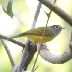 Phylloscopus castaniceps