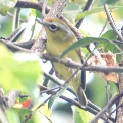 Pteruthius intermedius