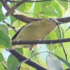 Pteruthius intermedius