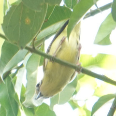 Pteruthius intermedius