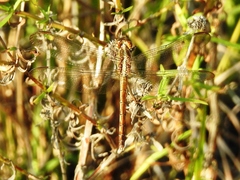 Erythrodiplax umbrata