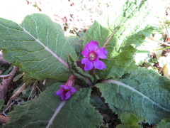 Primula miyabeana