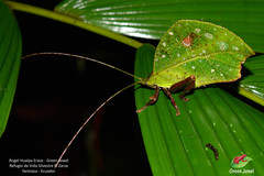 Typophyllum mortuifolium