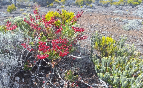 Agarista buxifolia, photograph 4