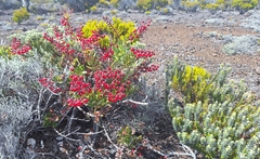 Agarista buxifolia, photograph (c) yellowplant, some rights reserved (CC BY)