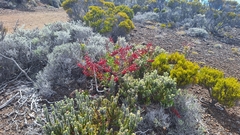 Agarista buxifolia, photograph (c) yellowplant, some rights reserved (CC BY)