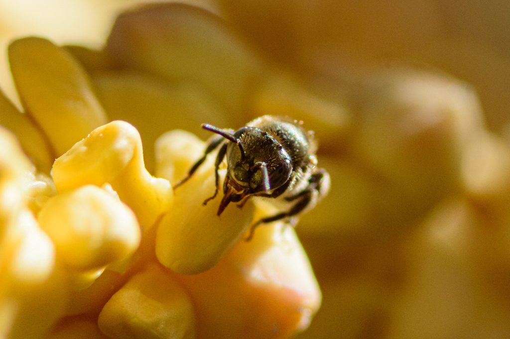Cerulean Stingless Bee