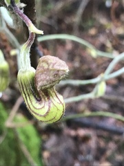 Aristolochia californica