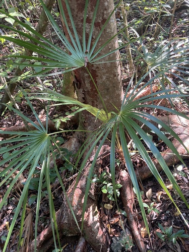Florida Silver Palm (Coccothrinax argentata)
