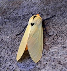 Selenarctia pseudelissa