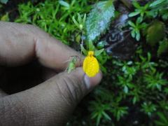 Calceolaria mexicana