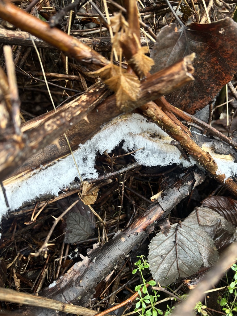 Exidiopsis effusa · December 2025 · photo: © jennykirkpatrick (iNaturalist, cc-by)