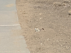 Cynomys ludovicianus