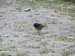 Tarsiger johnstoniae