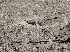 Cynomys ludovicianus