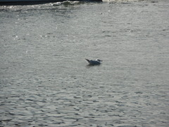 Larus argentatus