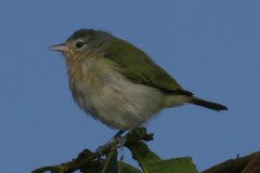 Conirostrum speciosum