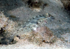 Fusigobius neophytus