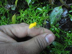 Calceolaria mexicana