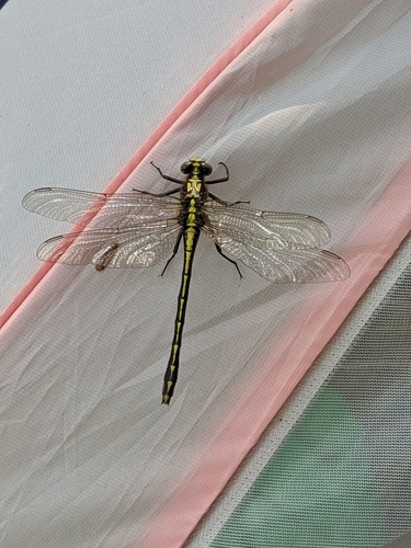 Black-shouldered Spinyleg photo 4