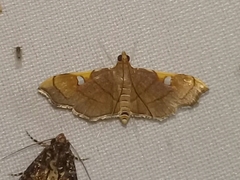 Coenostolopsis apicalis