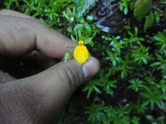 Calceolaria mexicana